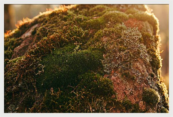 Emerald Green Moss Texture