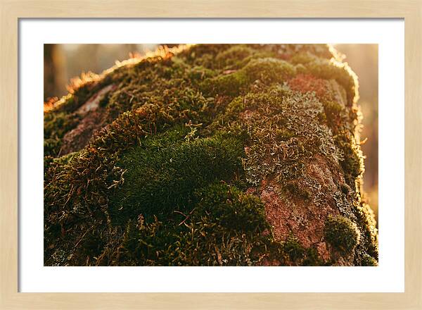 Emerald Green Moss Texture