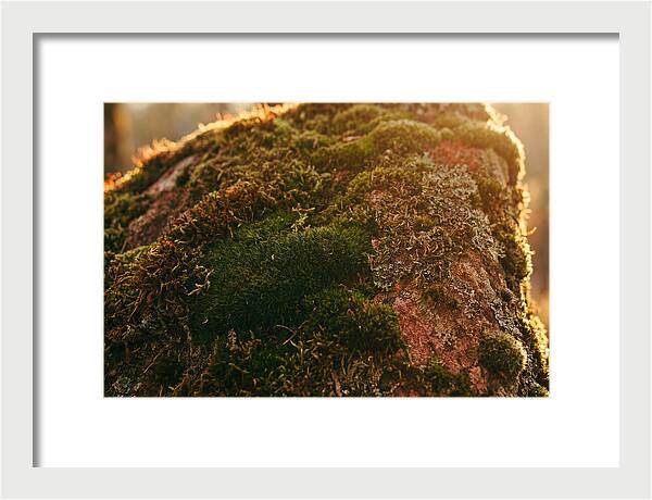 Emerald Green Moss Texture