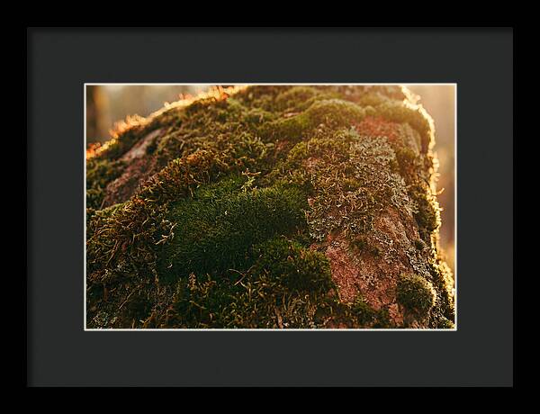 Emerald Green Moss Texture