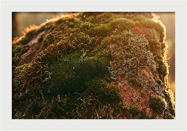 Emerald Green Moss Texture