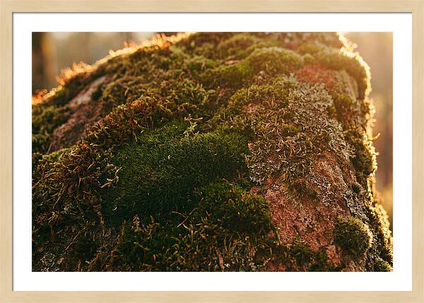 Emerald Green Moss Texture