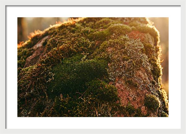 Emerald Green Moss Texture