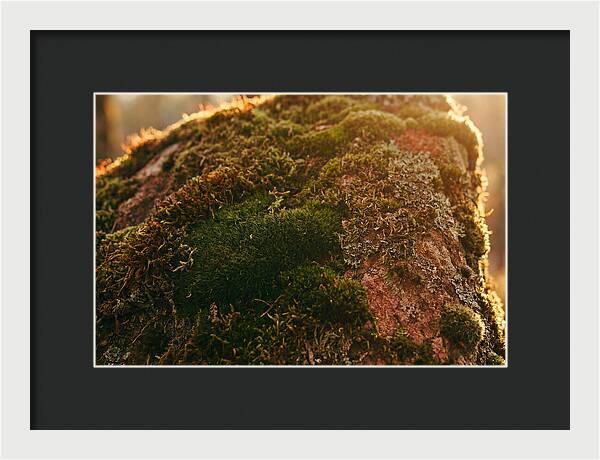 Emerald Green Moss Texture