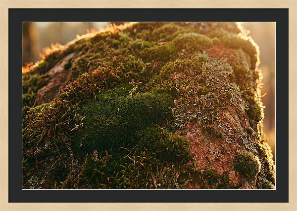 Emerald Green Moss Texture