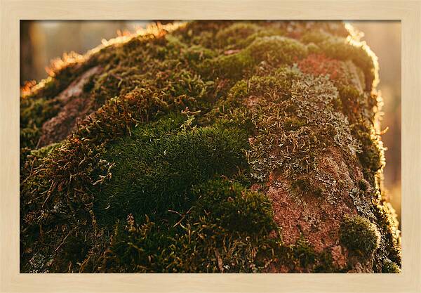 Emerald Green Moss Texture