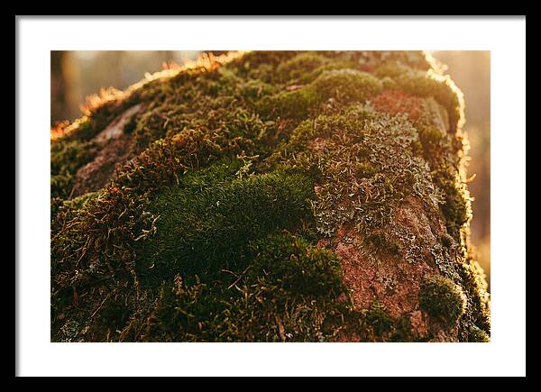 Emerald Green Moss Texture