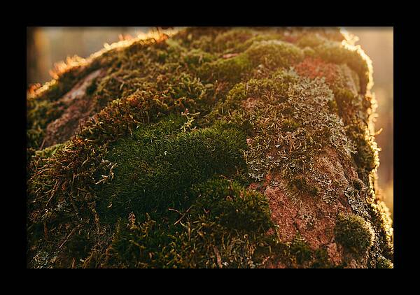 Emerald Green Moss Texture