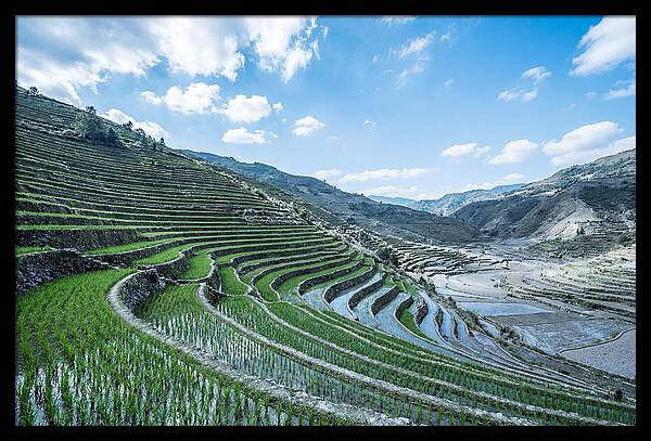 Emerald Rice Terraces Cascading Down Hill