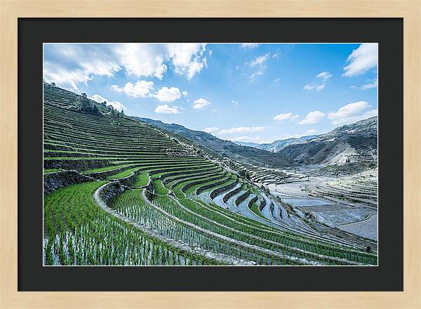 Emerald Rice Terraces Cascading Down Hill