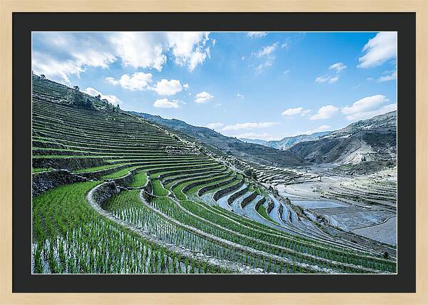 Emerald Rice Terraces Cascading Down Hill