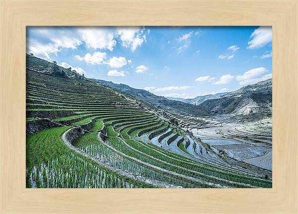 Emerald Rice Terraces Cascading Down Hill