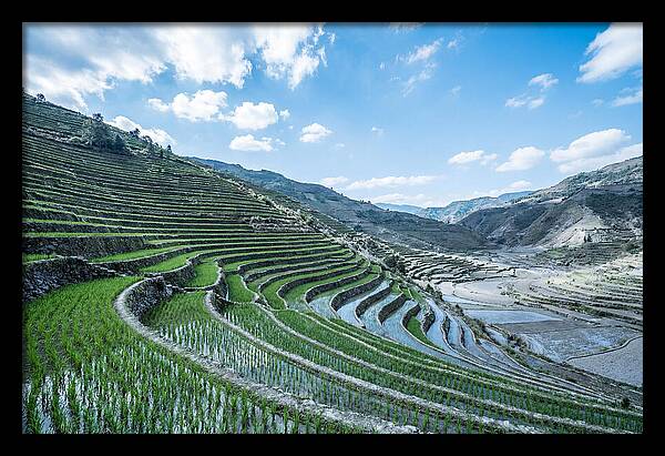 Emerald Rice Terraces Cascading Down Hill