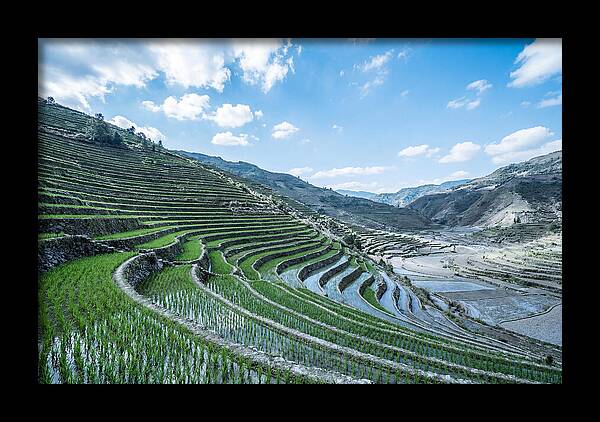 Emerald Rice Terraces Cascading Down Hill