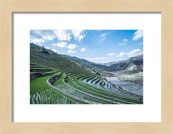 Emerald Rice Terraces Cascading Down Hill