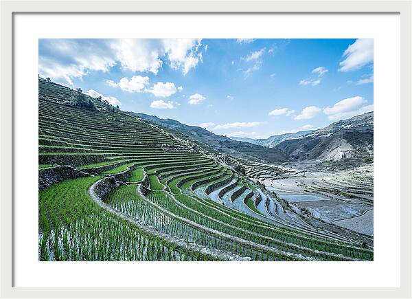 Emerald Rice Terraces Cascading Down Hill