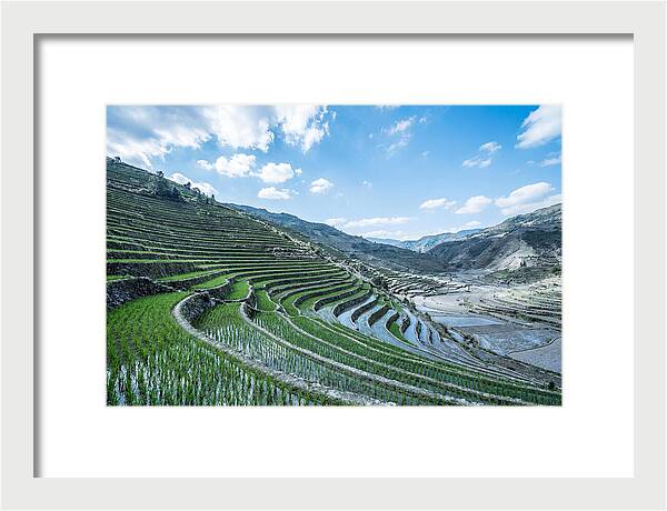 Emerald Rice Terraces Cascading Down Hill
