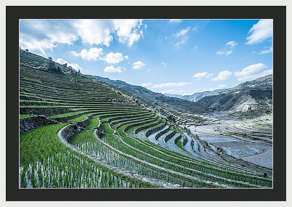 Emerald Rice Terraces Cascading Down Hill