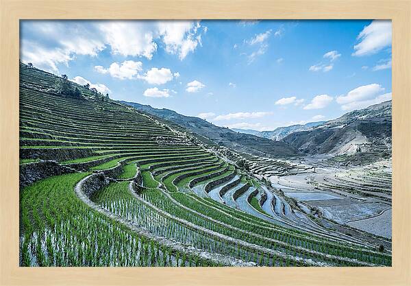 Emerald Rice Terraces Cascading Down Hill
