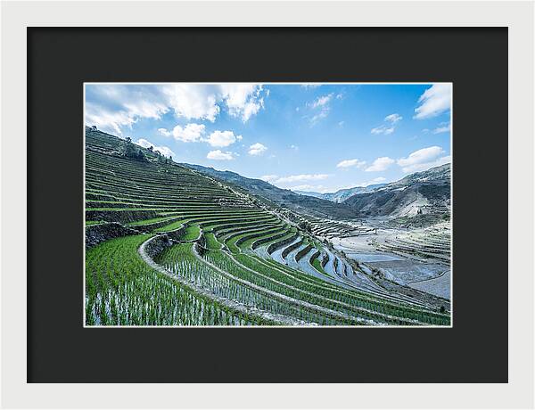 Emerald Rice Terraces Cascading Down Hill