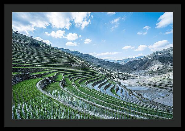 Emerald Rice Terraces Cascading Down Hill