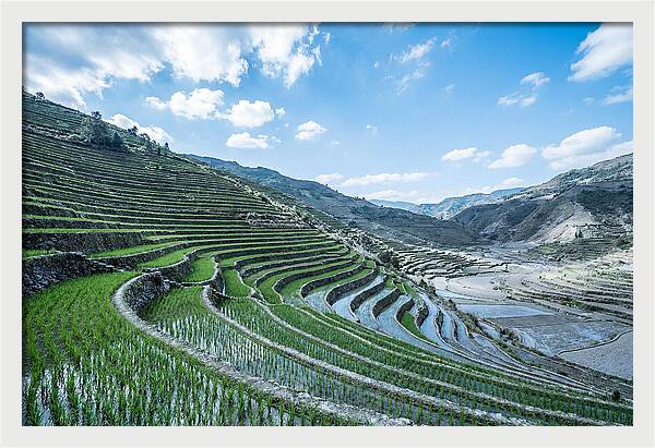 Emerald Rice Terraces Cascading Down Hill