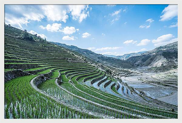 Emerald Rice Terraces Cascading Down Hill