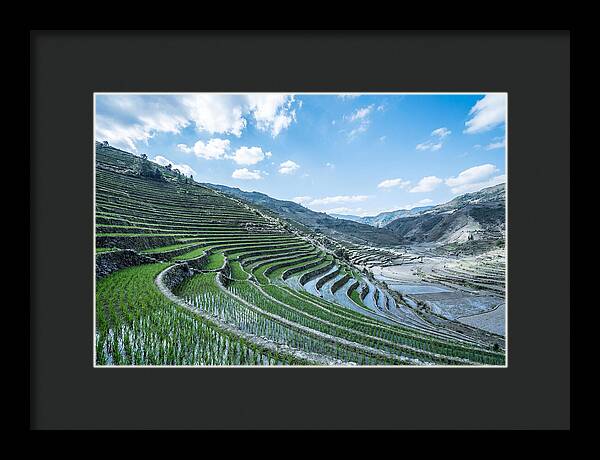Emerald Rice Terraces Cascading Down Hill