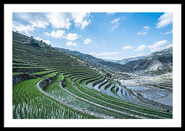 Emerald Rice Terraces Cascading Down Hill