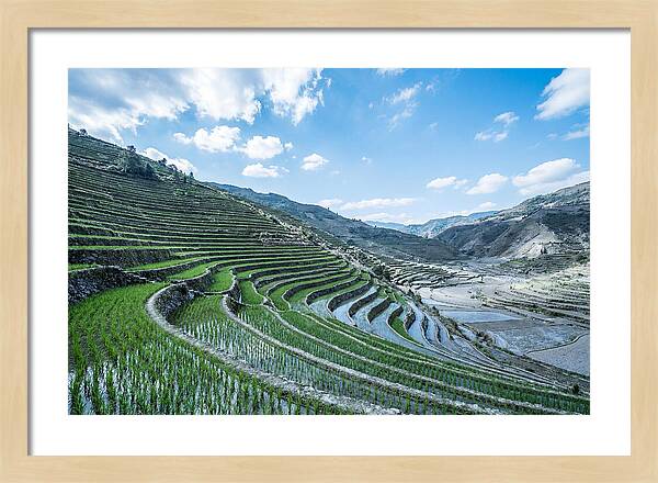 Emerald Rice Terraces Cascading Down Hill
