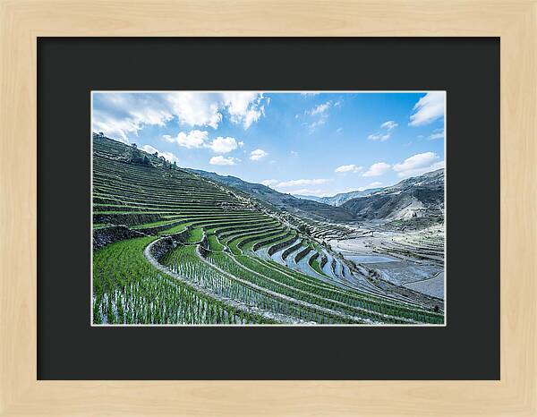 Emerald Rice Terraces Cascading Down Hill