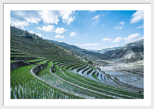 Emerald Rice Terraces Cascading Down Hill