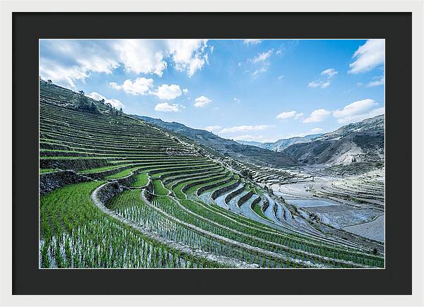 Emerald Rice Terraces Cascading Down Hill