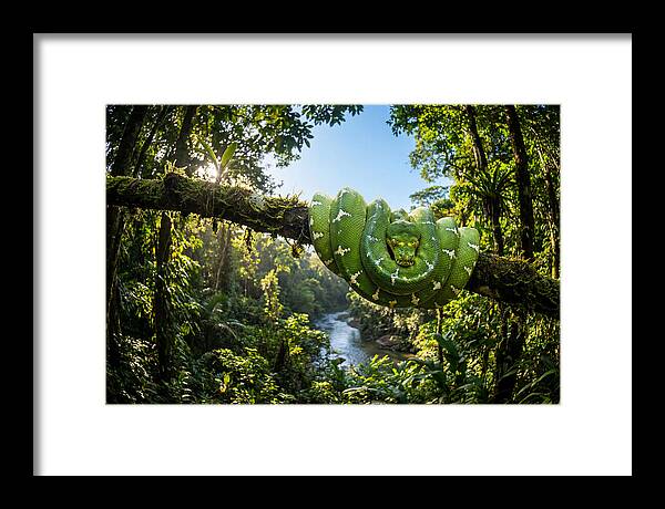 Emerald Serpent Embrace