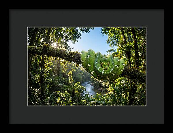 Emerald Serpent Embrace