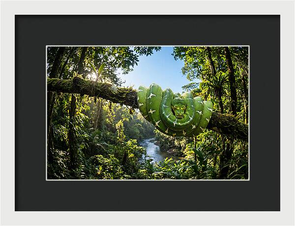 Emerald Serpent Embrace