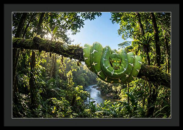 Emerald Serpent Embrace