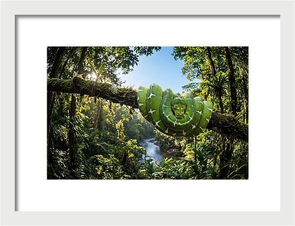 Emerald Serpent Embrace