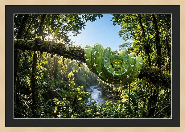 Emerald Serpent Embrace