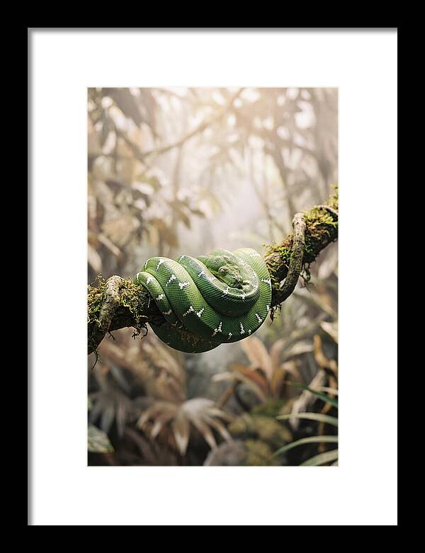 Emerald Tree Boa Coiled On Branch