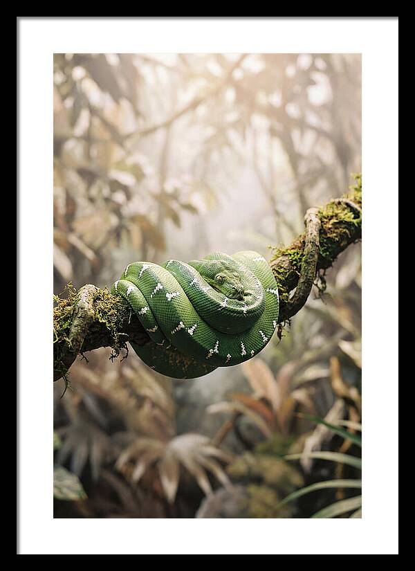 Emerald Tree Boa Coiled On Branch