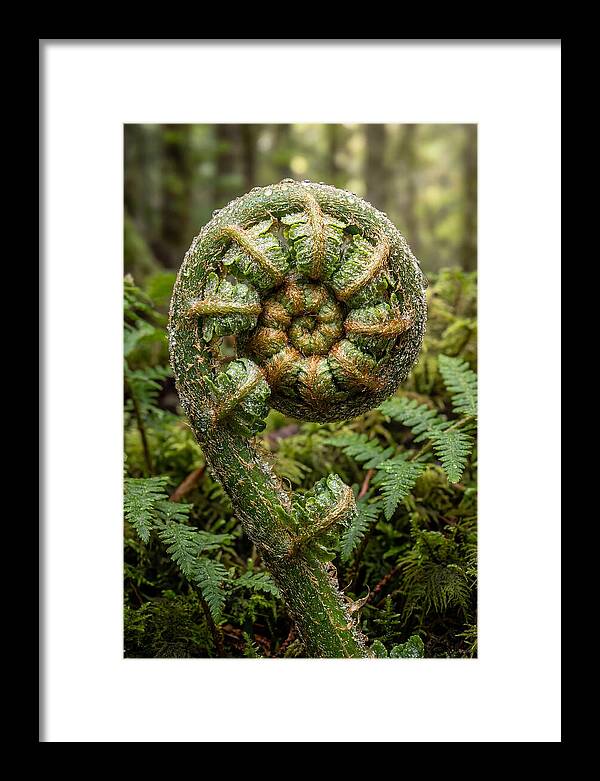 Emerging Fern Elegance