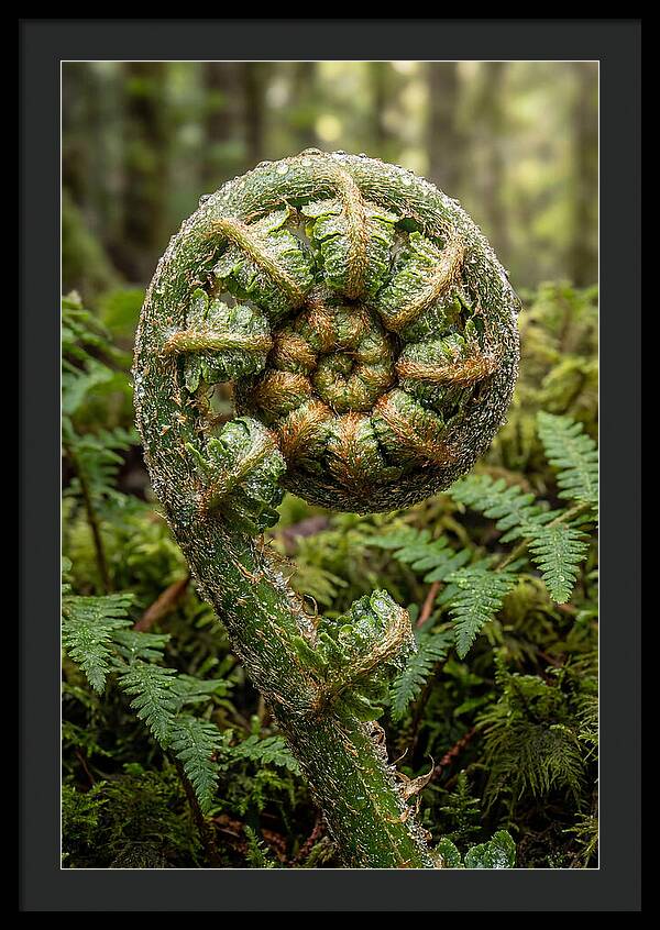 Emerging Fern Elegance