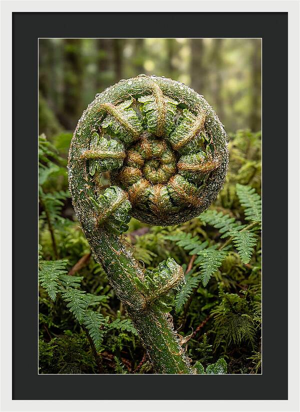 Emerging Fern Elegance