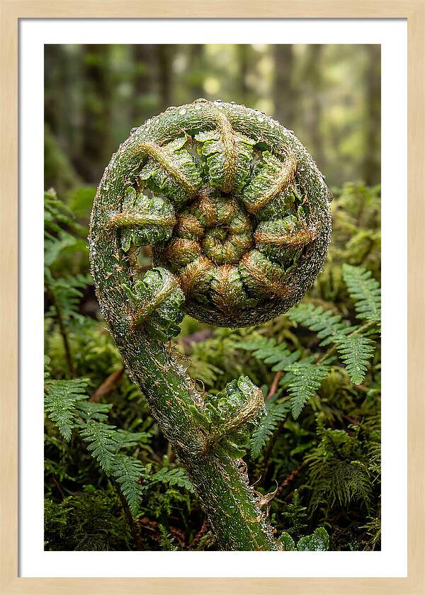 Emerging Fern Elegance