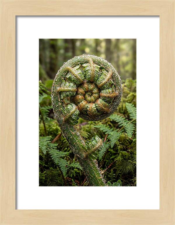 Emerging Fern Elegance