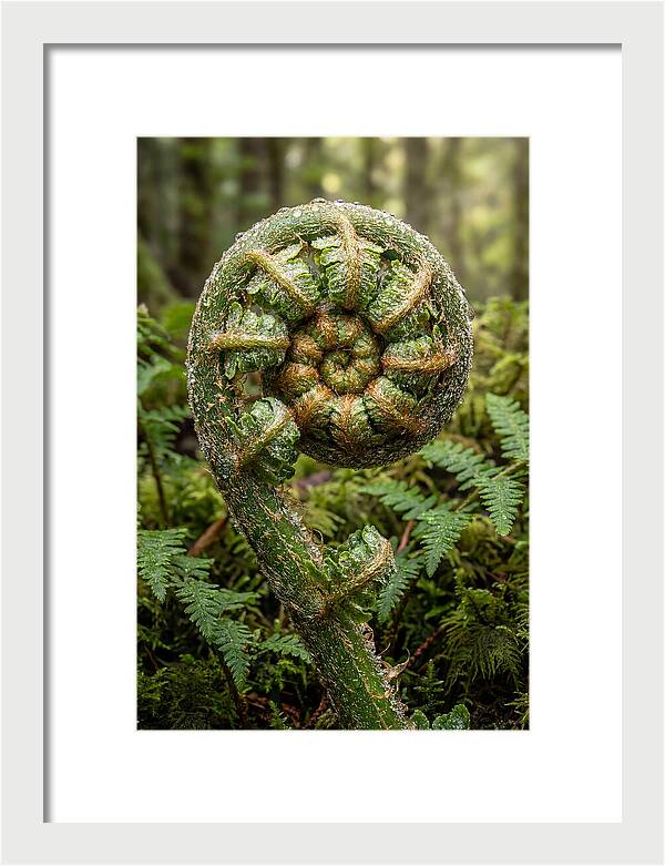 Emerging Fern Elegance
