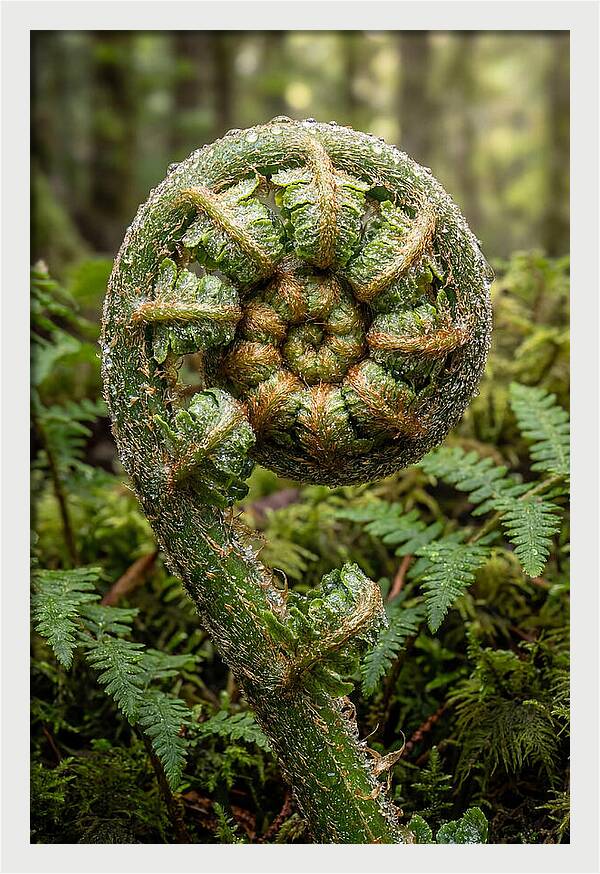Emerging Fern Elegance
