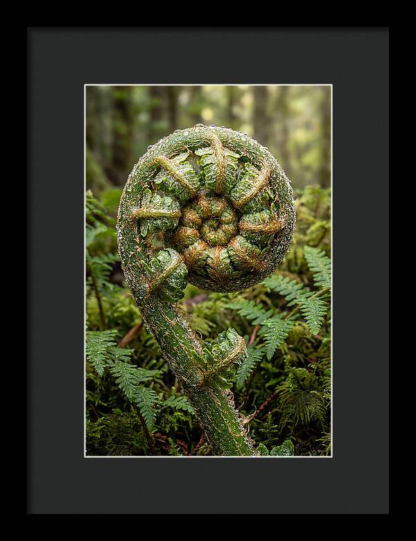 Emerging Fern Elegance