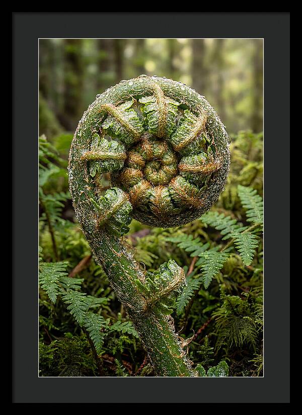 Emerging Fern Elegance